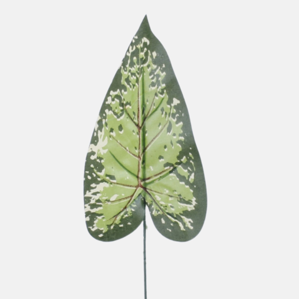 Liść kaladium, Green H018A-01