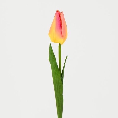 Tulipan – gałązka (12 szt.), yellow/lpink J38-10