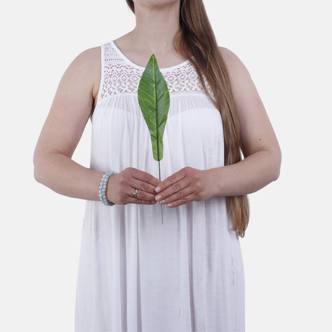 Asplenium leaf H002A (Product size)