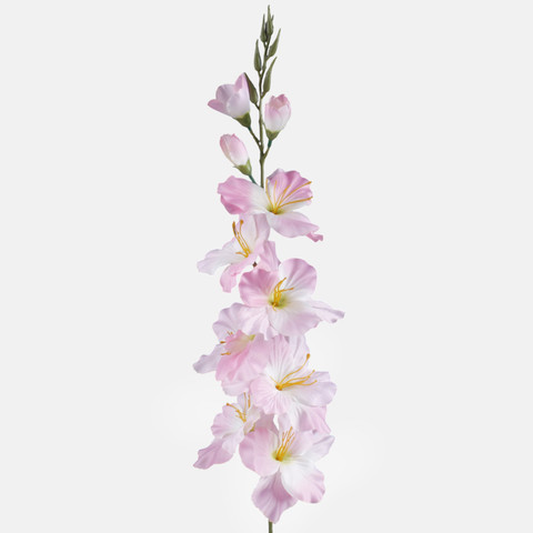 Satin gladiolus, Cream/Lt. Pink Edge/Green Center L190A-02