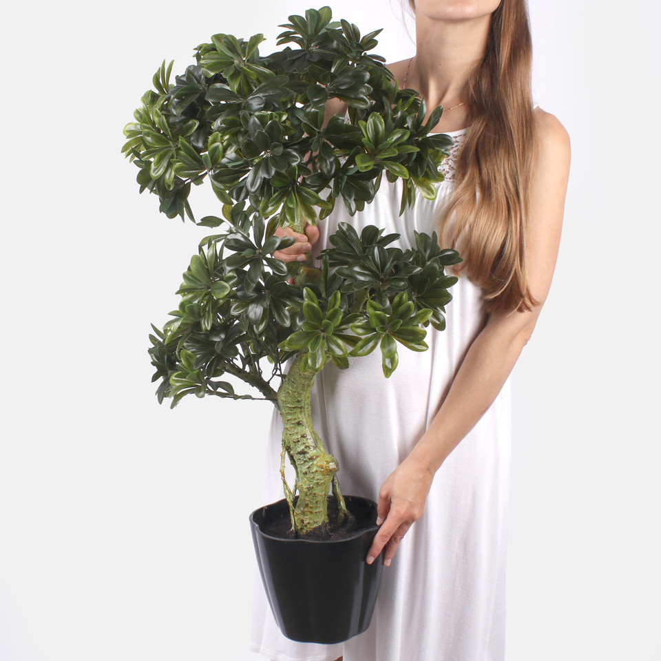 Bonsai tree D358