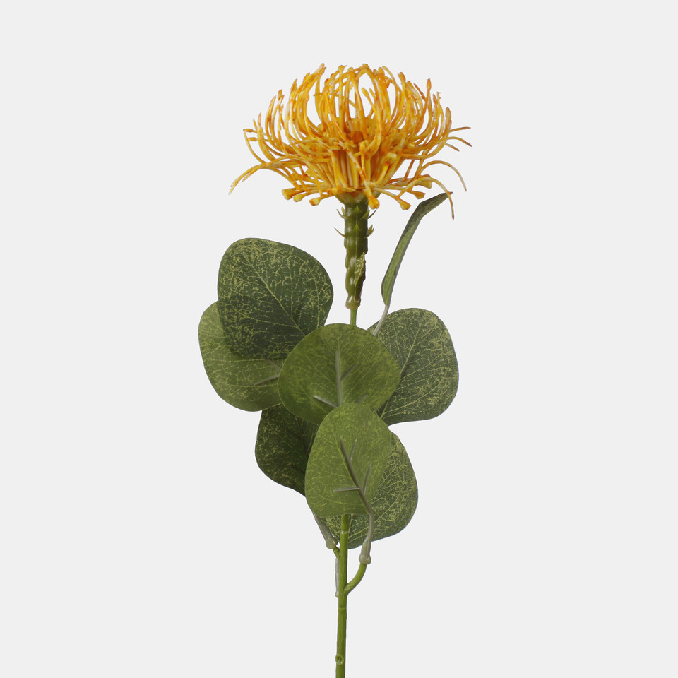Pincushion Protea, Dk. Yellow A649-05