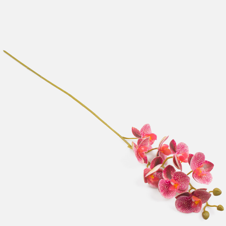 Orchid, Burgundy L638L-01