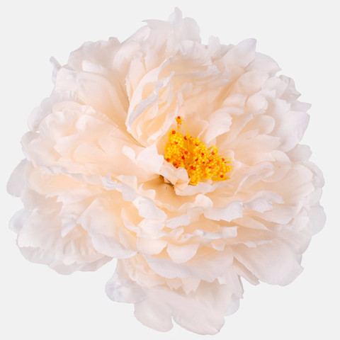 Peony, Lt. Peach W615-08
