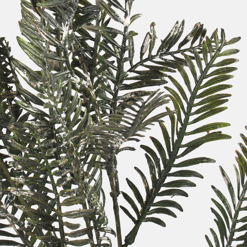 Yew, Green F157-02