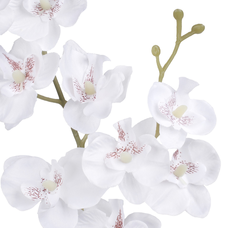 Orchid, White G450-02