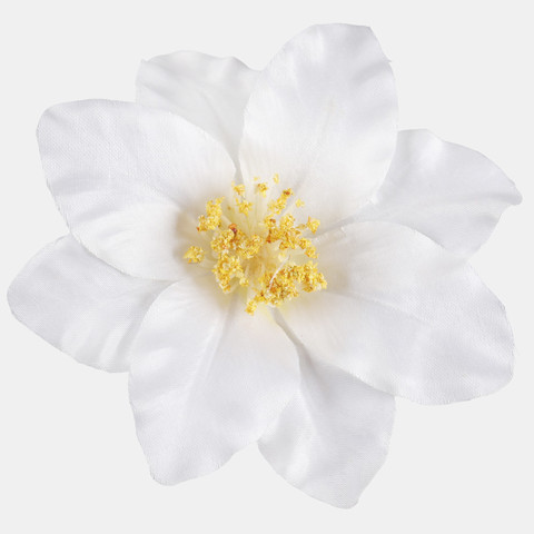 Clematis, Cream/Yellow Center W572-01