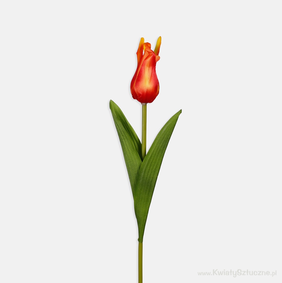 Tulip, Orange/Yellow/Green Edge L851-06
