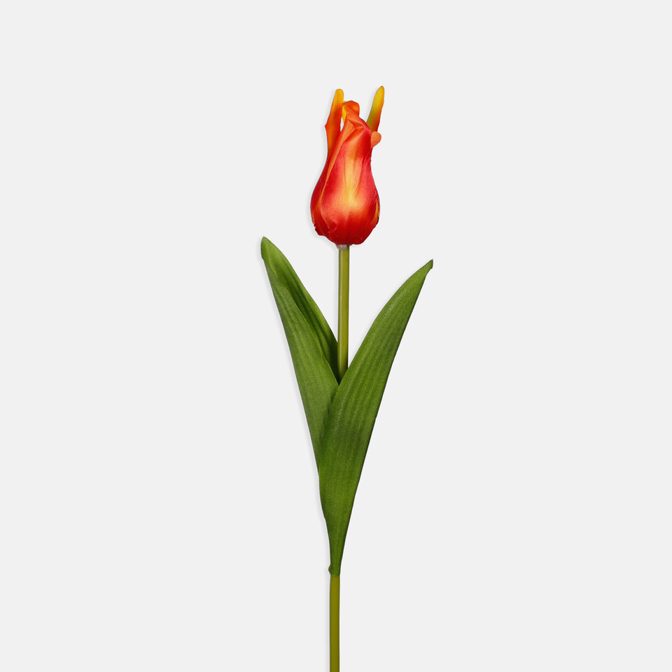 Tulipan, Orange/Yellow/Green Edge L851-06