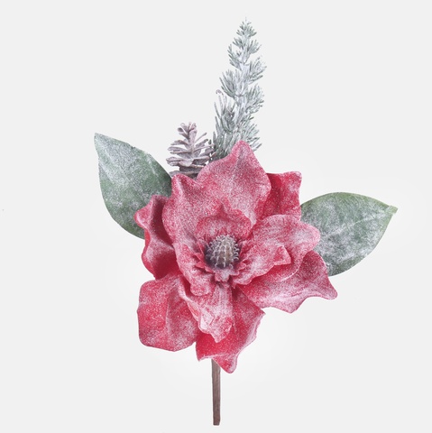 Magnolia oszroniona, Red S941-01