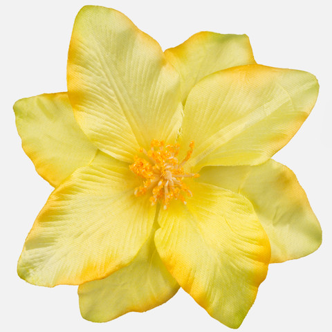 Clematis, Yellow/Green/White Center W572-33