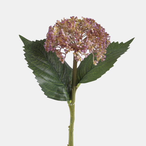 Hydrangea, Violet G459-04