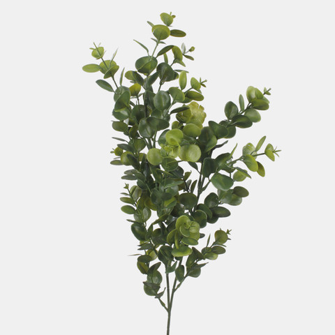 Eucalyptus F249