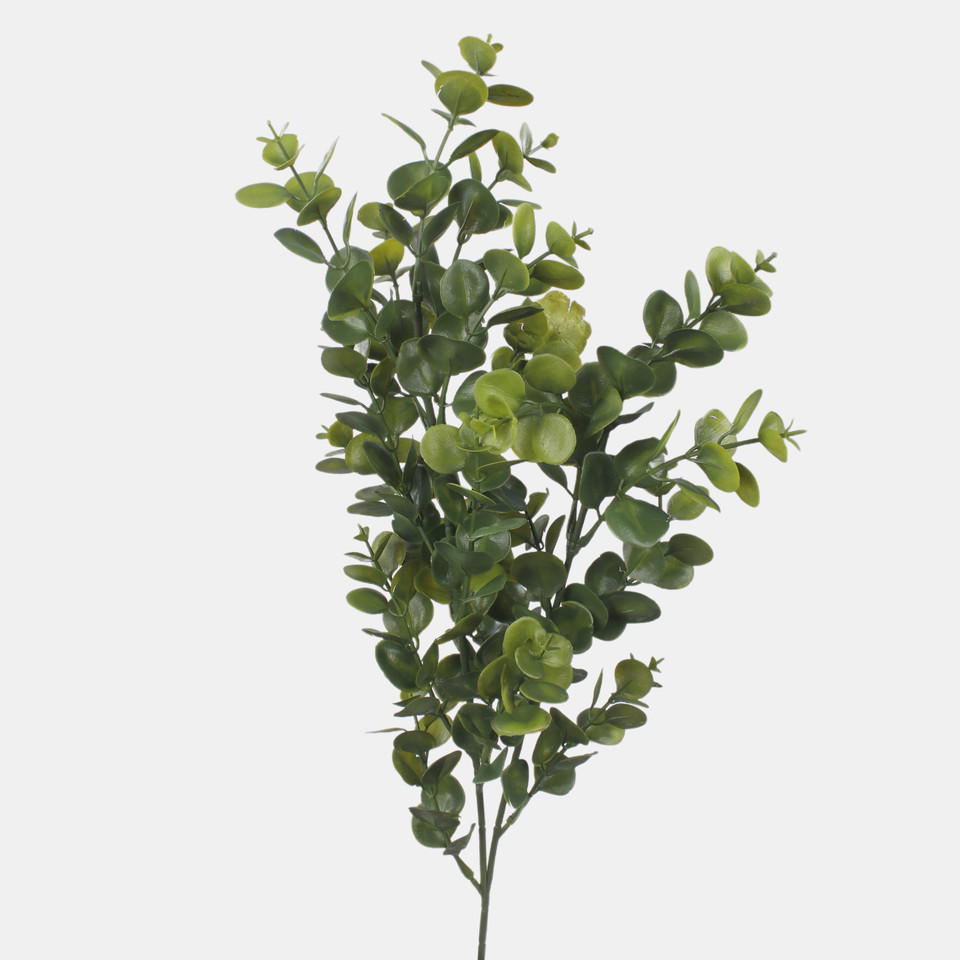 Eukaliptus, Green F249-02