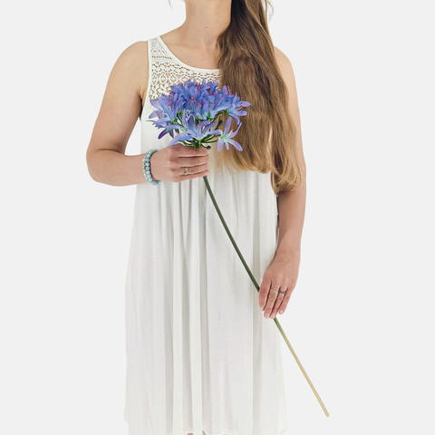 Nerine L005