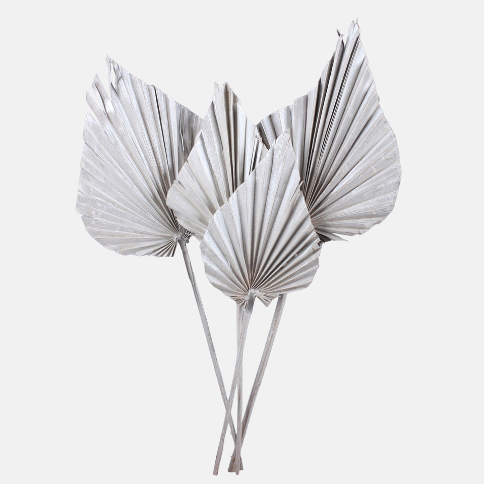 Palm Spear, Pearl White Y636