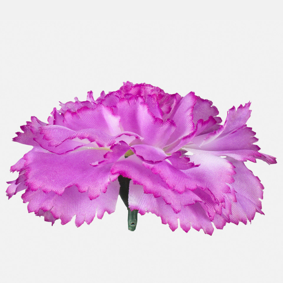 Carnation, Cream/Purple Edge W680-09
