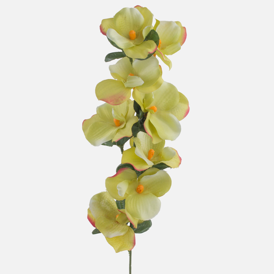 Orchid, Mix 3 G071-03