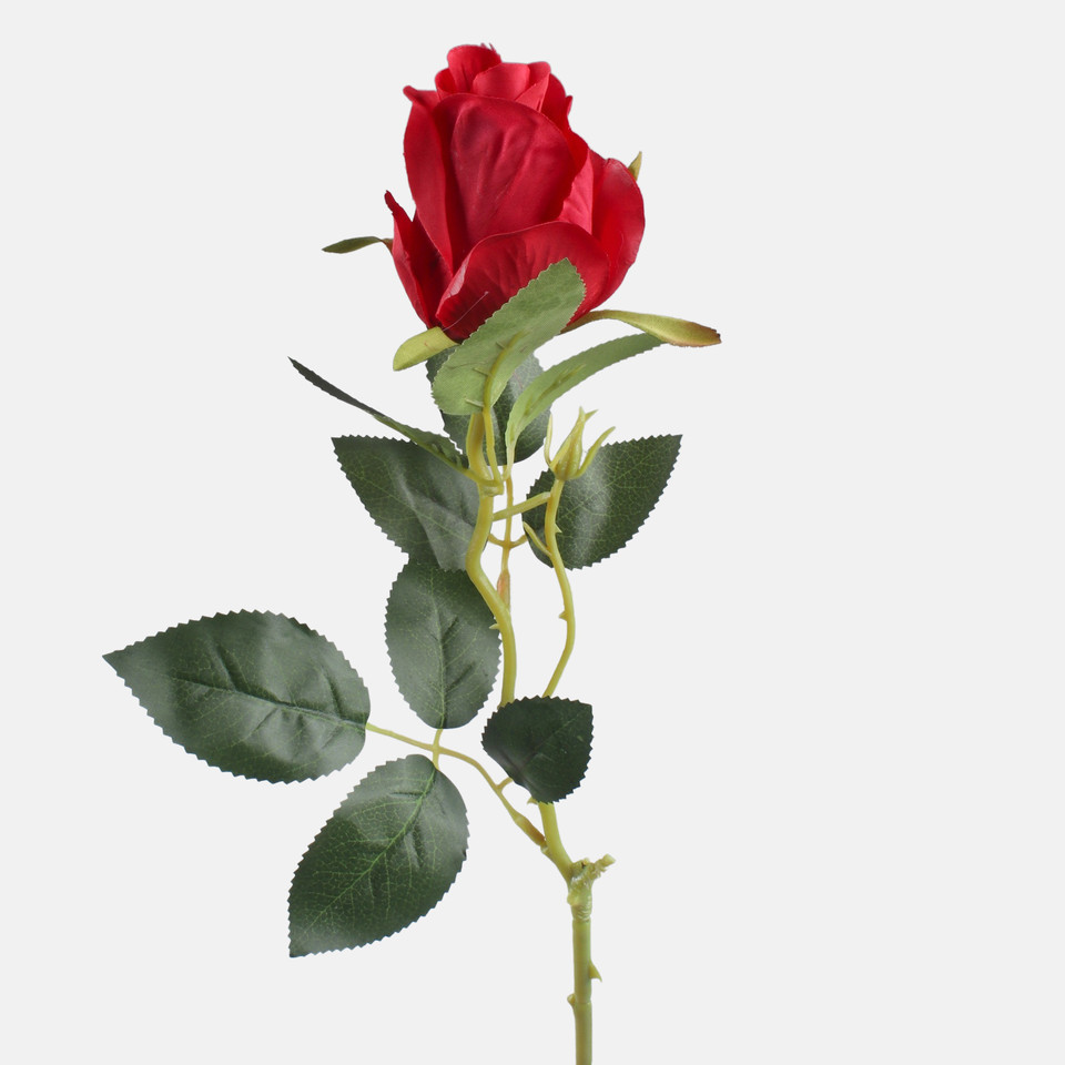 Róża w pąku, Red L892-05