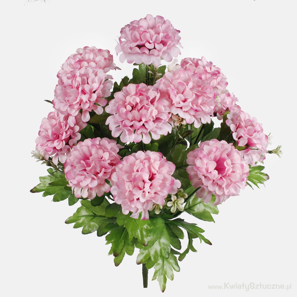 Chrysanthemum x 12, Pink Q021-04