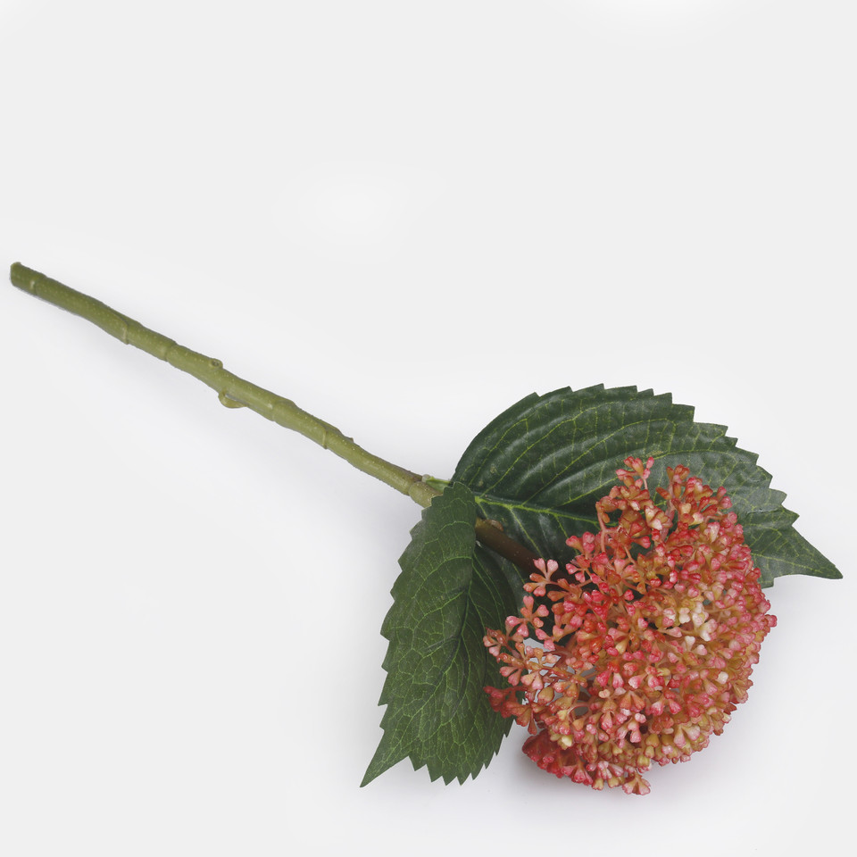 Hydrangea, Coral G459-05