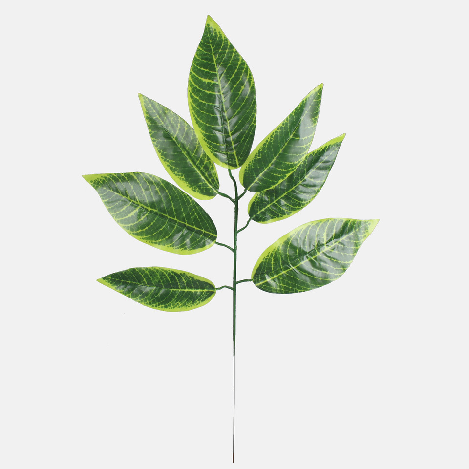 Nut, Green/Lt. Green Edge F216-01