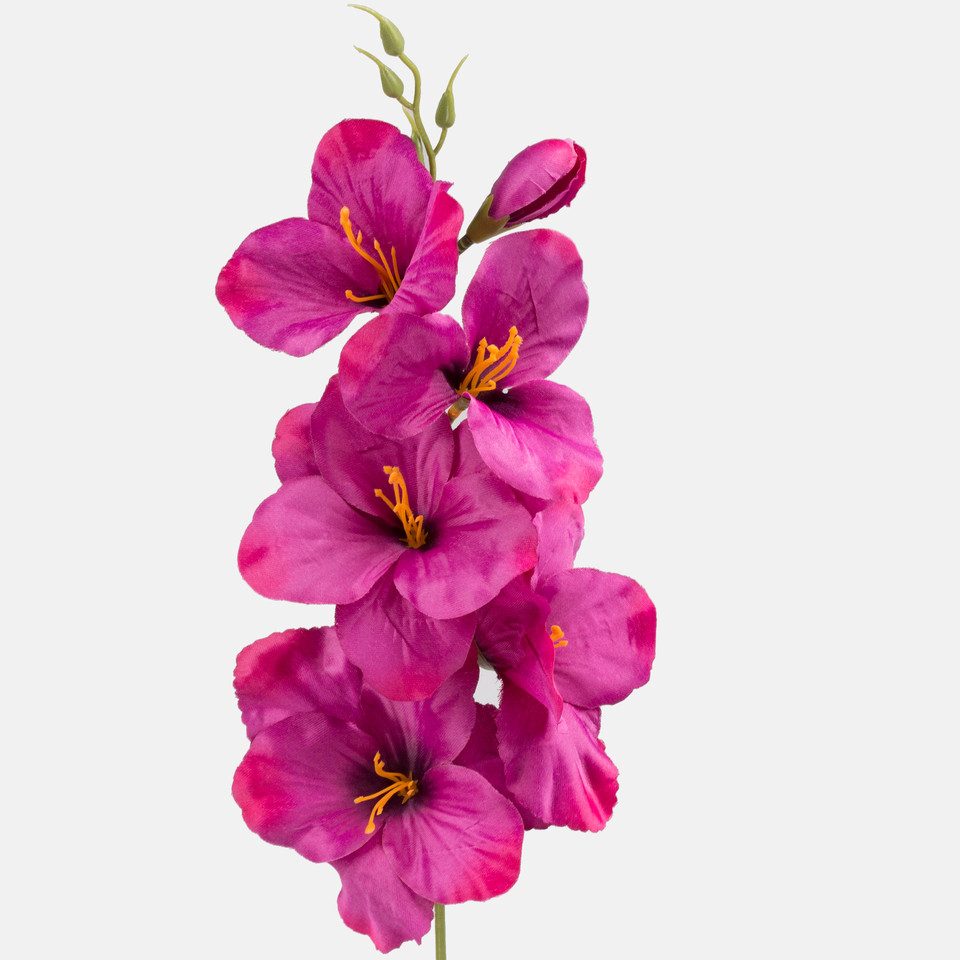Satin gladiolus, T.T. Burgundy G190K-09
