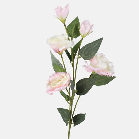 Eustoma, Cream/Lt. Pink L872-04