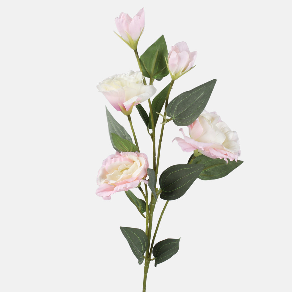 Eustoma, Cream/Lt. Pink L872-04