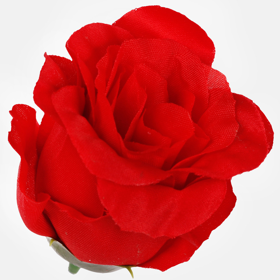 Róża w pąku, Red W681-01