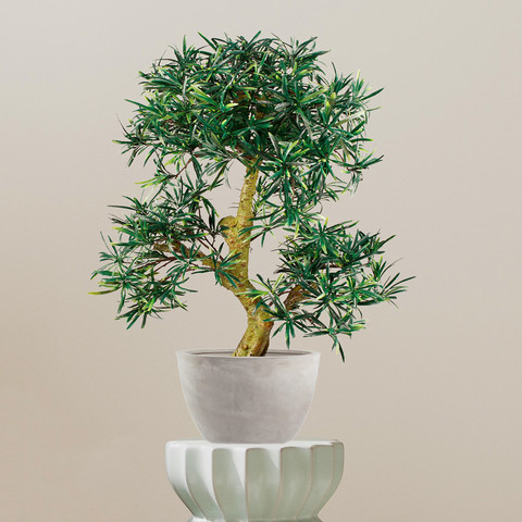 Bonsai D356