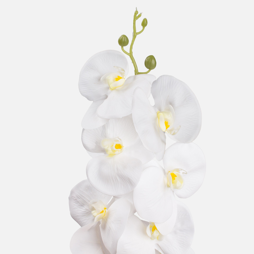 Orchid, Pure White L495L-01