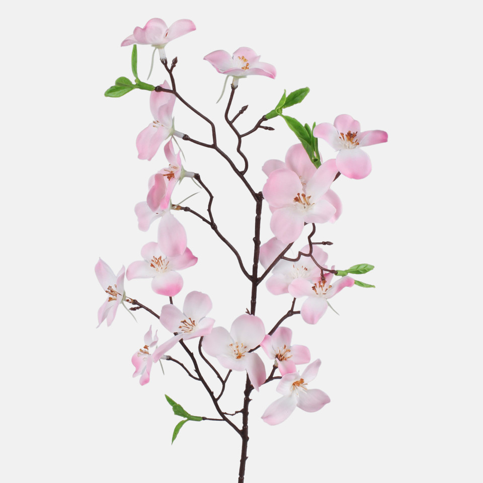 Wiśnia kwitnąca, Pink G478-02