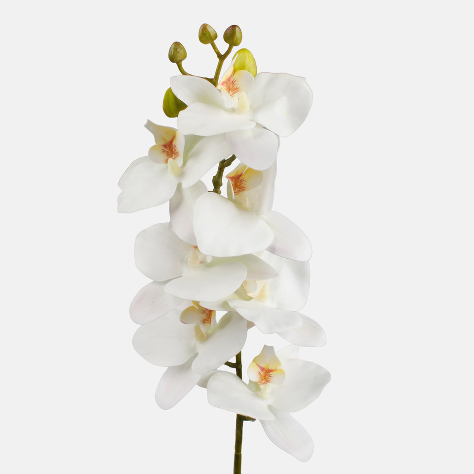 Orchid, Cream G403L-03