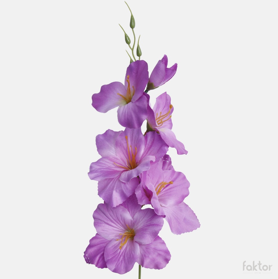Mieczyk satynowy, Lilac G190K-36