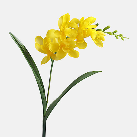 Freesia, Yellow G469-08