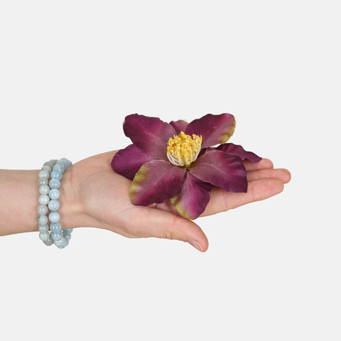 Clematis W572 (Product size)