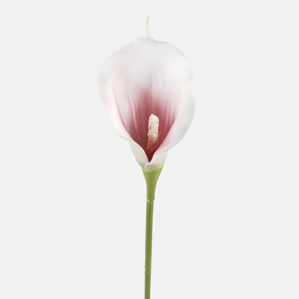 Calla, Mix 1 G463M-04