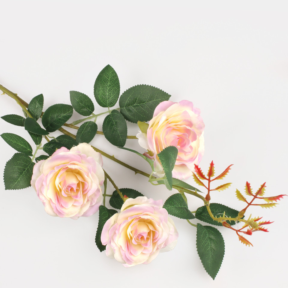 Dzika róża x 3, Cream/Lt. Pink Edge L794-06