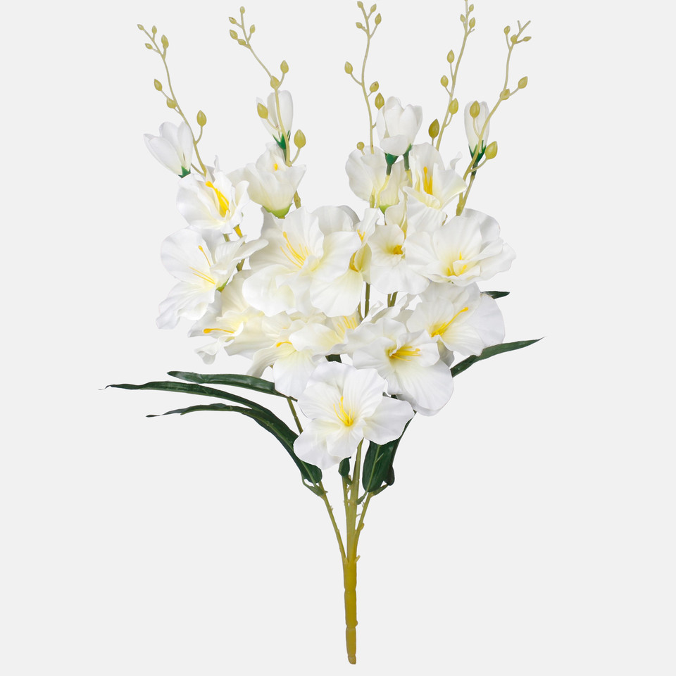 Gladiolus x 5, Mix 1 QA053-01