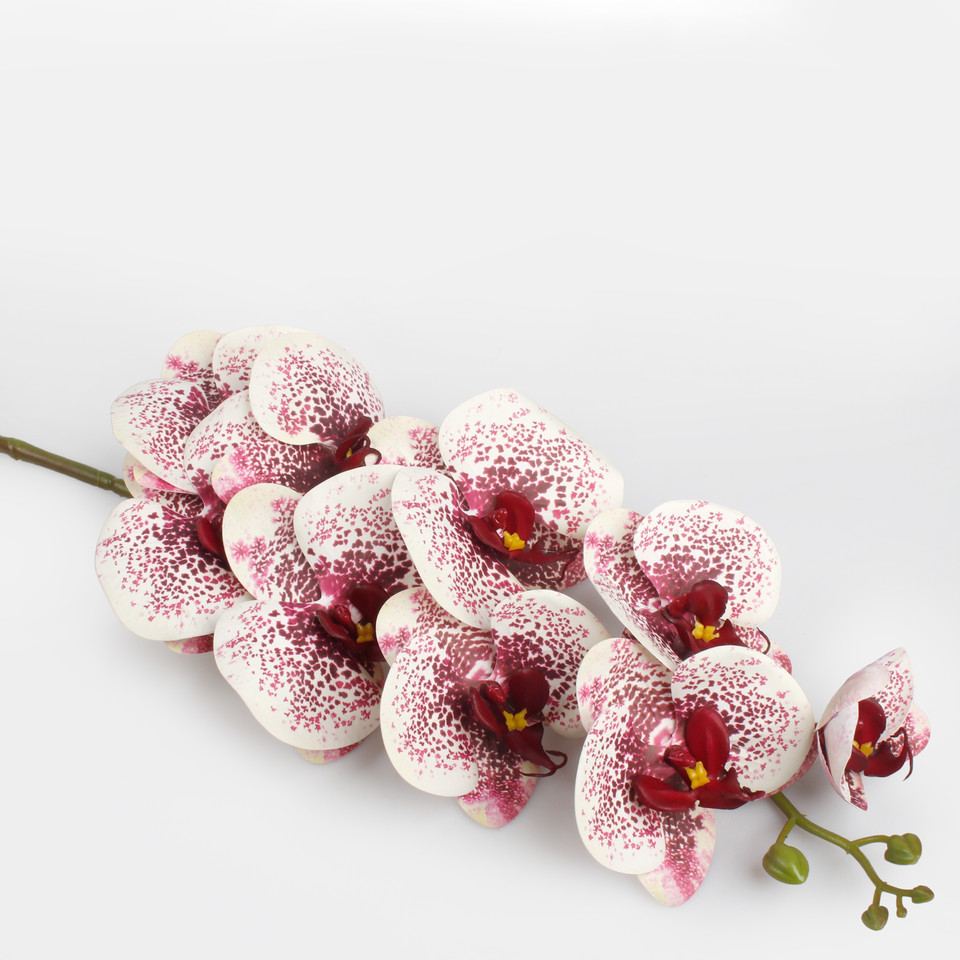 Storczyk, White/Burgundy L310L-01