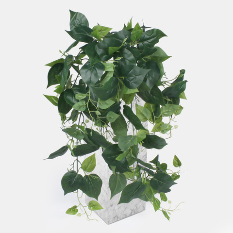 Pothos B178