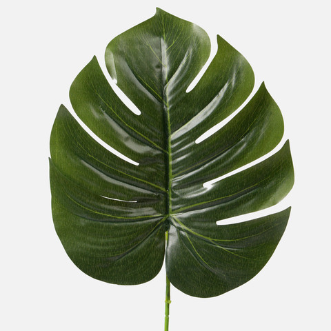 Philodendron leaf A075
