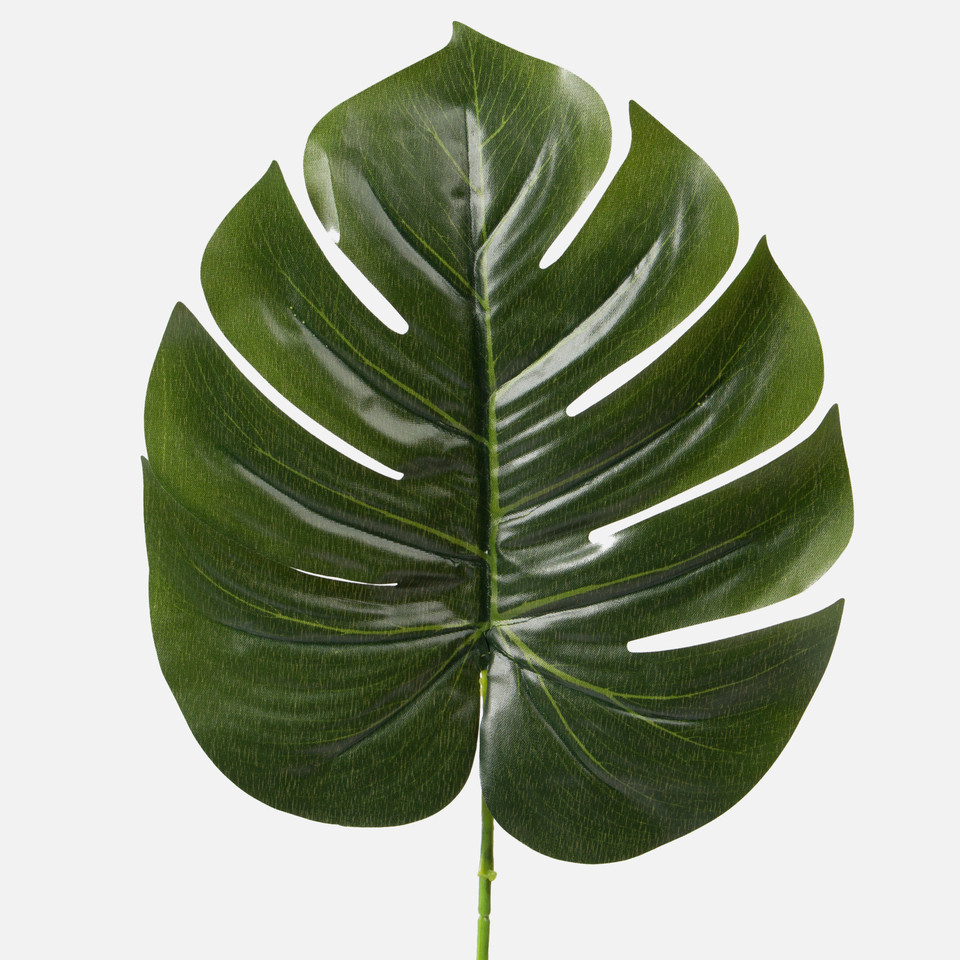 Philodendron leaf, Green A075