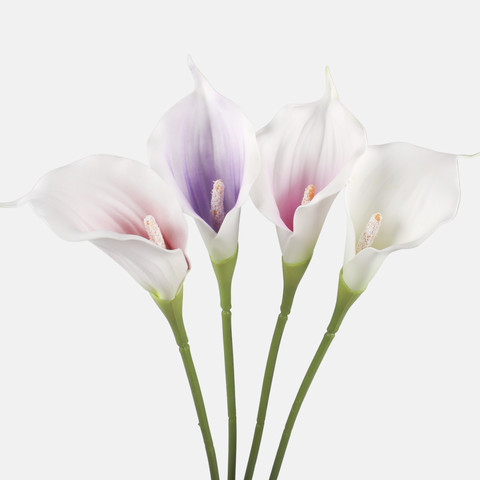 Calla G463M
