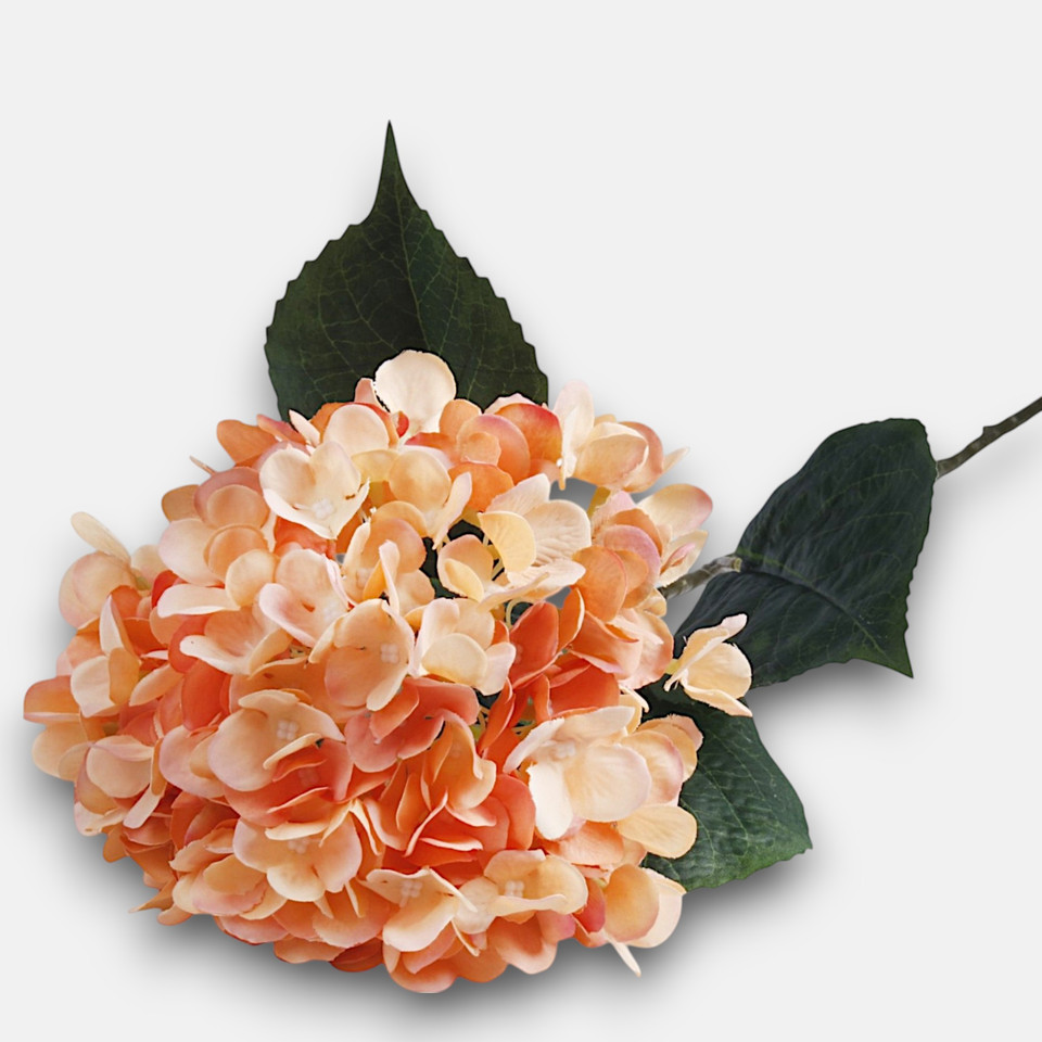 Hortensja, T.T. Peach L911-03