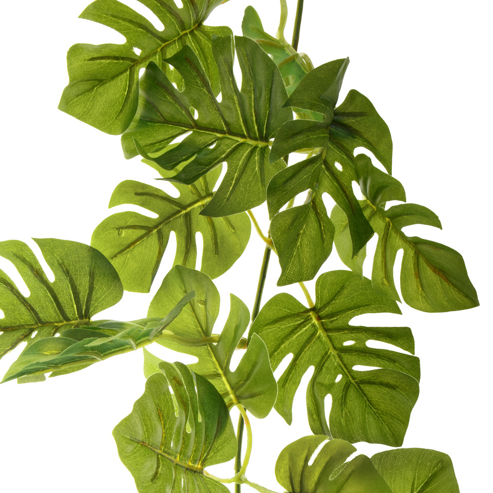 Monstera Philo - pnącze 74 cm, green B047-00