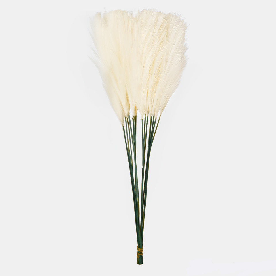 Pióropusz pampasowy, Ivory A729P-01