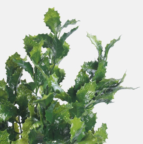 Holly x 7, Green A604-03