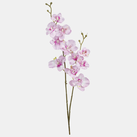Orchid G450
